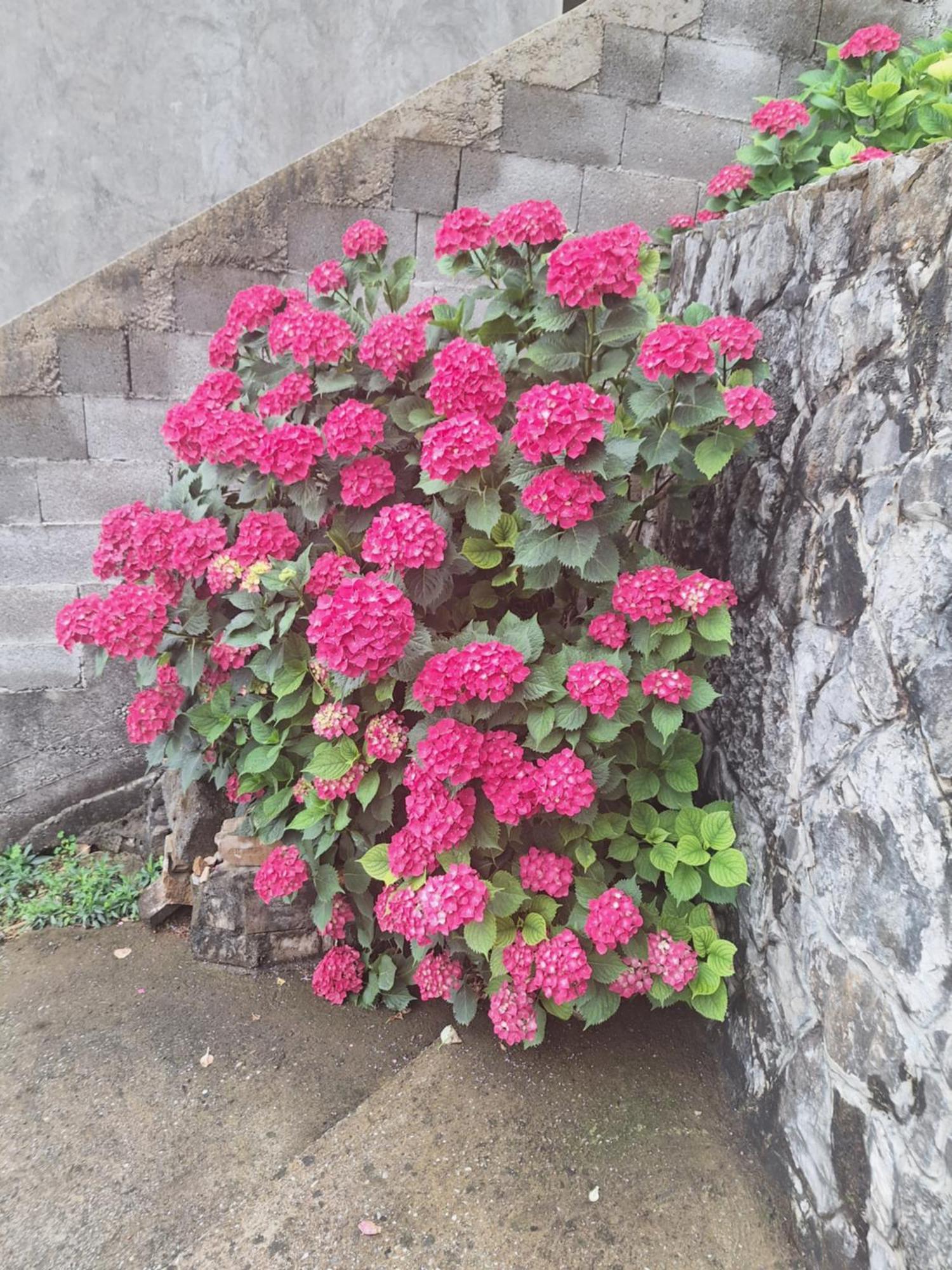 Ruza * Podgorica